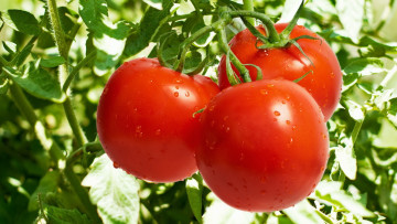 Картинка tomato природа плоды помидоры ветка томаты