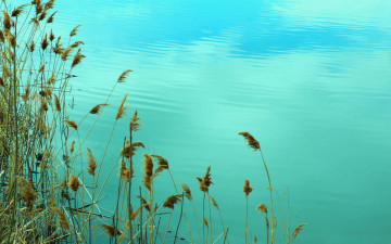 Картинка природа реки озера озеро камыши