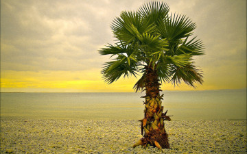 Картинка природа тропики океан пляж пальма
