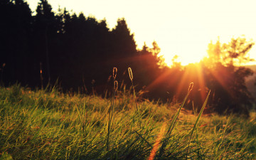Картинка природа восходы закаты трава колоски лучи деревья