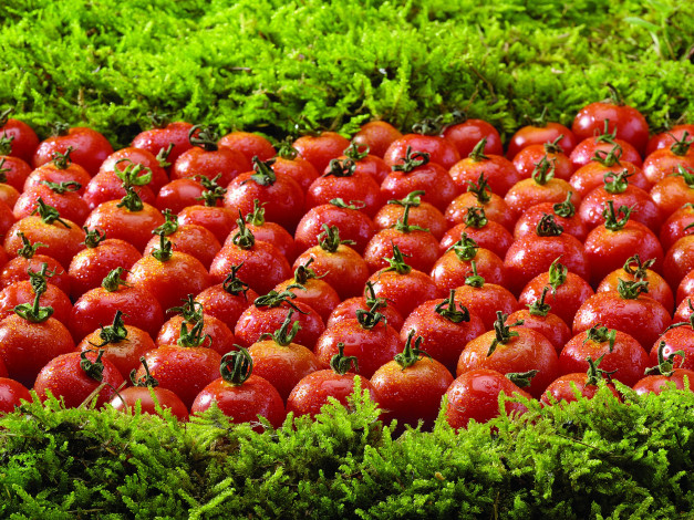 Обои картинки фото еда, помидоры, зелень, капли, томаты