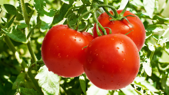 Обои картинки фото tomato, природа, плоды, помидоры, ветка, томаты