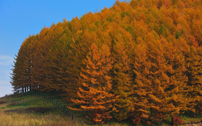 Обои картинки фото природа, лес, изгородь, осень, деревья