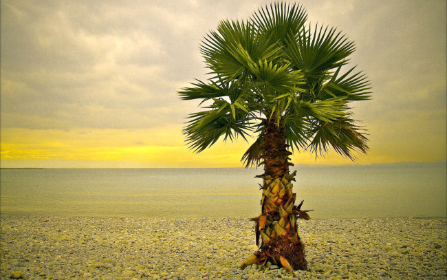 Обои картинки фото природа, тропики, океан, пляж, пальма