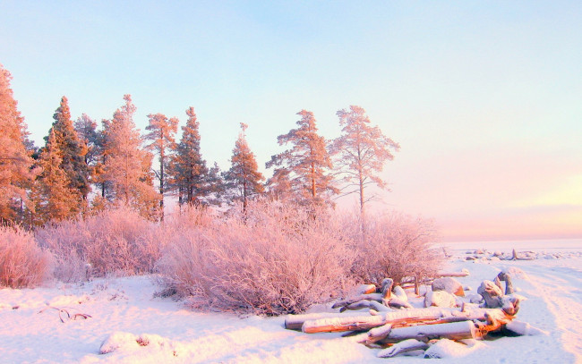 Обои картинки фото природа, зима, снег, бревна, ели, кусты