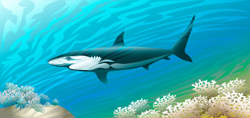 Картинка векторная+графика акула