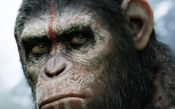 обоя dawn of the planet of the apes, кино фильмы, планета, обезьян, революция