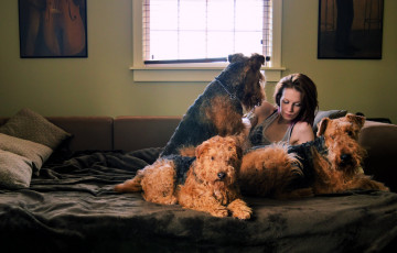 Картинка девушки -unsort+ брюнетки +шатенки хоэяйка собаки диван комната