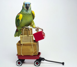Картинка животные попугаи птица попугай ящик коробка тачка