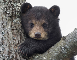 Картинка животные медведи медвежонок малыш взгляд
