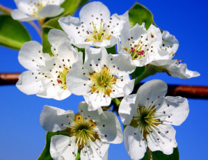 Картинка цветы цветущие+деревья+ +кустарники весна сад макро лепестки небо