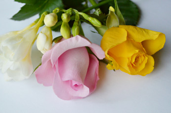 Картинка цветы разные+вместе букет лепестки бутон розы