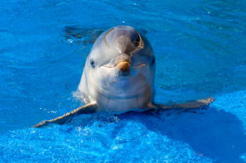 Картинка животные дельфины дельфин