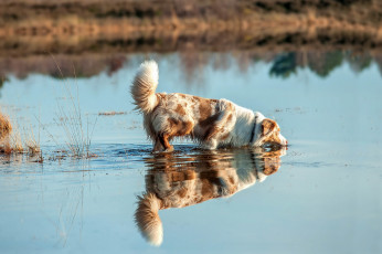 Картинка животные собаки собака взгляд друг река
