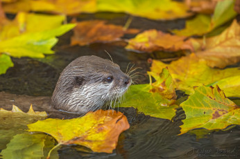 Картинка животные выдры +каланы +ондатры осень листья водоём хищник мордочка вода выдра