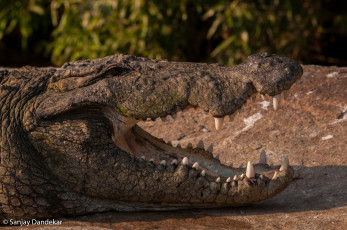 Картинка животные крокодилы челюсти пасть зубы хищник