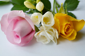 Картинка цветы разные+вместе бутон розы лепестки букет