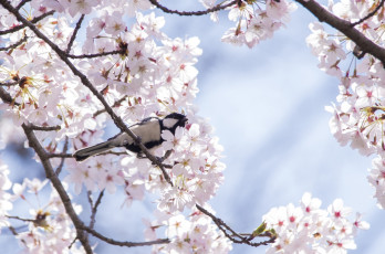 Картинка животные синицы +лазоревки дерево сакура вишня птица весна синица