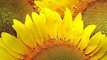 Картинка цветы подсолнухи природа желтый настроение лепестки