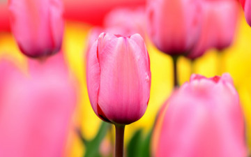 Картинка цветы тюльпаны макро ярко