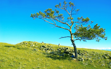 Картинка природа деревья небо россия сибирь трава камни поле дерево