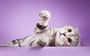 Картинка животные коты лапки окрас вислоухая шотландская взгляд котик