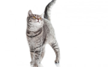 Картинка животные коты окрас взгляд животное кот белый фон хвост