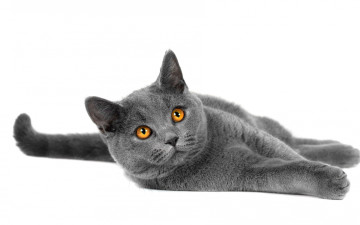 Картинка животные коты животное кот порода лапки взгляд