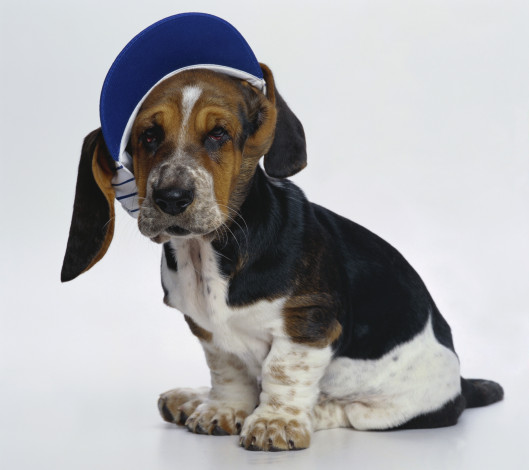 Обои картинки фото бассет-хаунд, животные, собаки, кепка, собака, basset, hound
