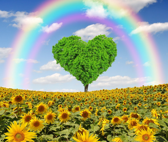 Обои картинки фото разное, компьютерный дизайн, spring, heart, поле, подсолнухи, дерево, весна, tree, meadow, field, love, rainbow, сердце