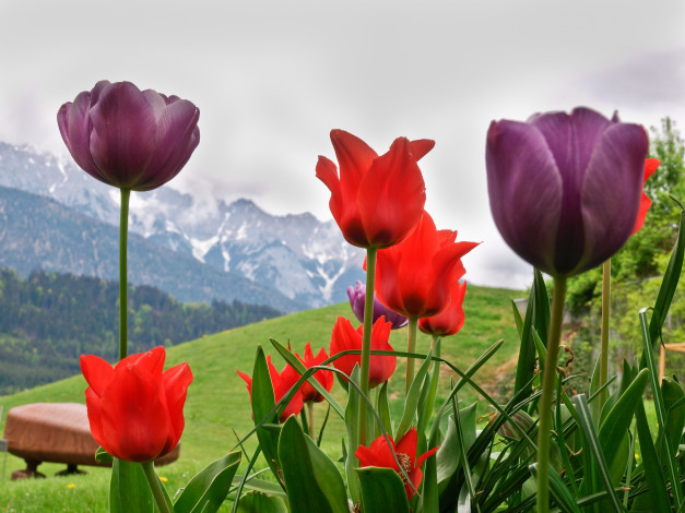 Обои картинки фото цветы, тюльпаны, альпы, монтре