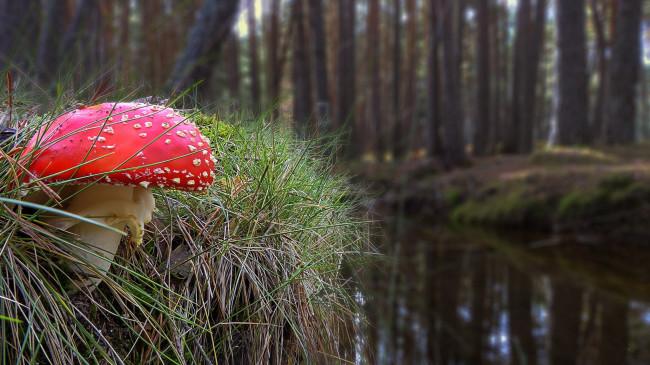 Обои картинки фото природа, грибы,  мухомор, шапка, красная
