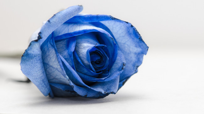 Обои картинки фото цветы, розы, макро, лепестки, синий, цветок