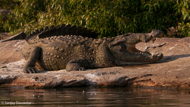 Обои картинки фото животные, крокодилы, берег, челюсти, пасть, хищник, лежит, отдых, водоём