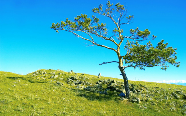 Обои картинки фото природа, деревья, небо, россия, сибирь, трава, камни, поле, дерево