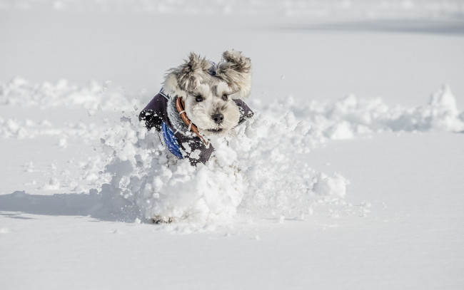 Обои картинки фото животные, собаки, друг, взгляд, собака, зима, снег