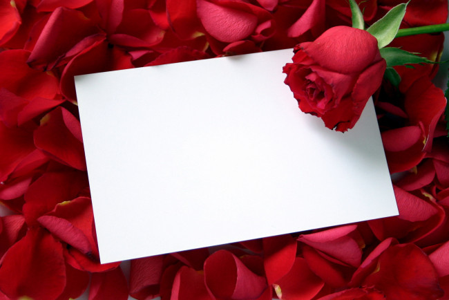 Обои картинки фото цветы, розы, записка, лепестки, бутон, красный
