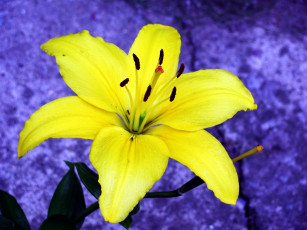 Картинка цветы лилии +лилейники желтый