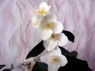 Картинка цветы жасмин белый