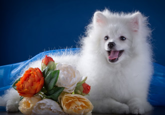 Картинка животные собаки пионы белый шпиц
