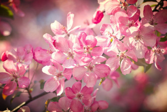 обоя цветы, сакура,  вишня, весна, макро, цветки, цветение, боке, ветка, вишня