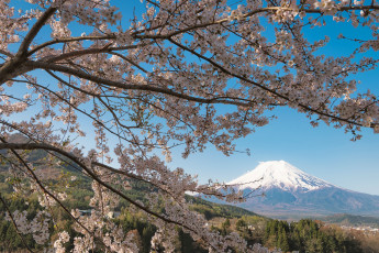 Картинка цветы цветущие+деревья+ +кустарники сакура вулкан гора Япония japan mount fuji дерево ветки вишня фудзи фудзияма