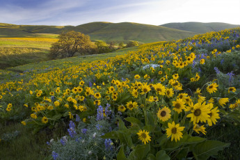 Картинка цветы луговые+ полевые +цветы washington холмы люпины columbia hills state park бальзамориза луг парк колумбия хиллс штат вашингтон