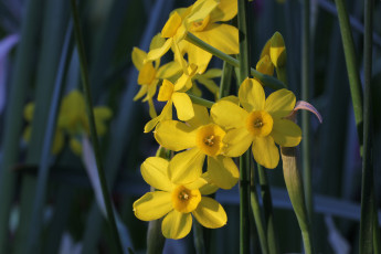Картинка цветы нарциссы жёлтые весна