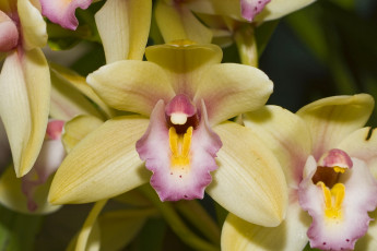 Картинка цветы орхидеи экзотика макро лепестки