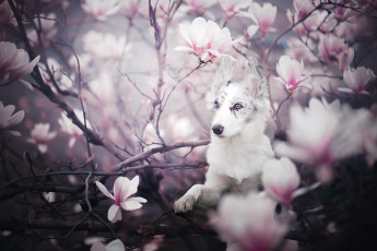 Картинка животные собаки магнолия щенок собака бордер-колли цветение цветки ветки