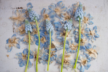 Картинка цветы гиацинты стиль композиция лепестки мышиный гиацинт мускари