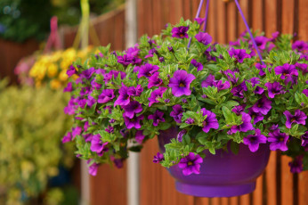 Картинка цветы петунии +калибрахоа фиолетовая петуния вазон