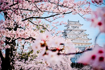обоя города, замки Японии, замок, Япония, весна, сакура, дворец, пагода