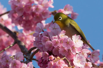 Картинка животные белоглазки Японская белоглазка ветка вишня сакура птица цветение цветки